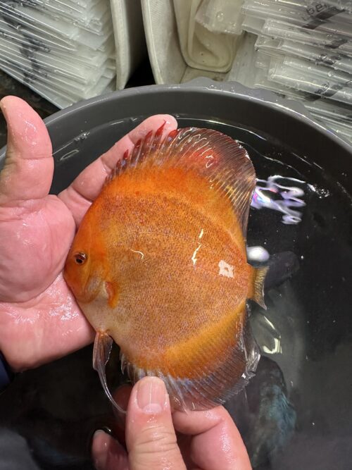 Red Devil/Calico 10/11cm BO