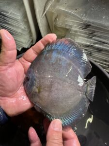 Blue Phantom 12/13cm BO