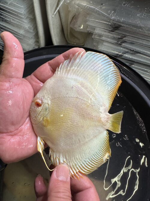 Albino Platinum 12/13cm BO - Image 2