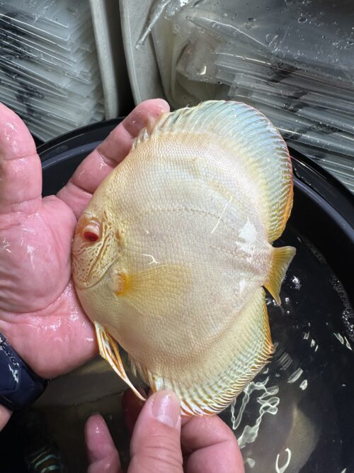 Albino Platinum 12/13cm BO