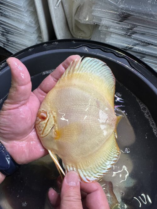 Albino Platinum 12/13cm BO - Image 4