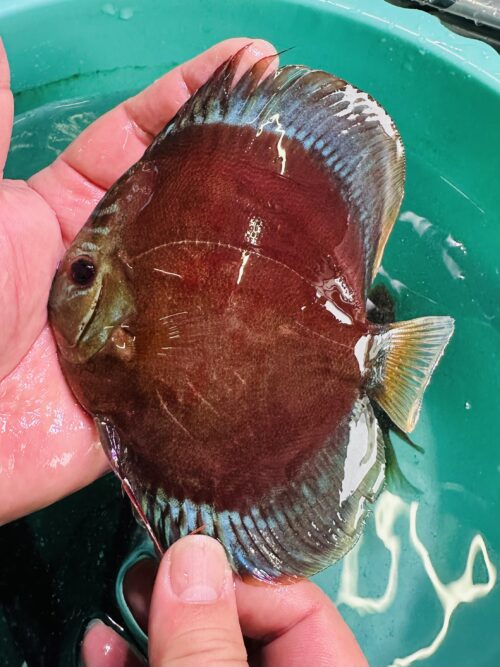 Blue Faced Blue Rimmed San Merah 10/11cm BO - Image 9