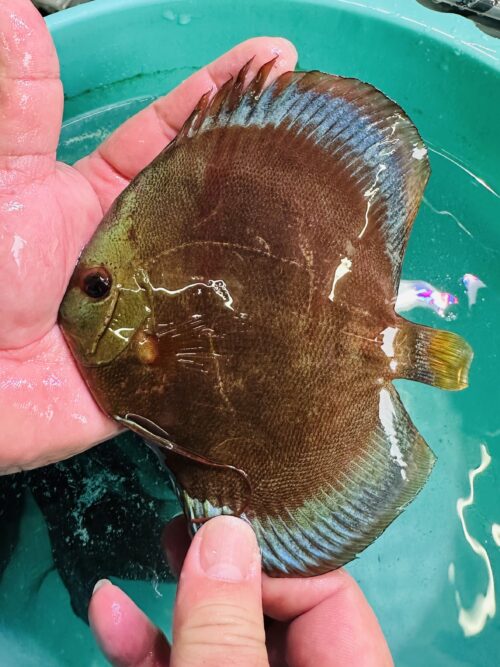Blue Faced Blue Rimmed San Merah 10/11cm BO - Image 8