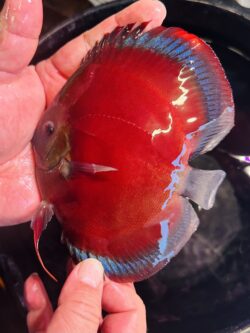 Blue Faced Blue Rimmed San Merah 10/11cm BO