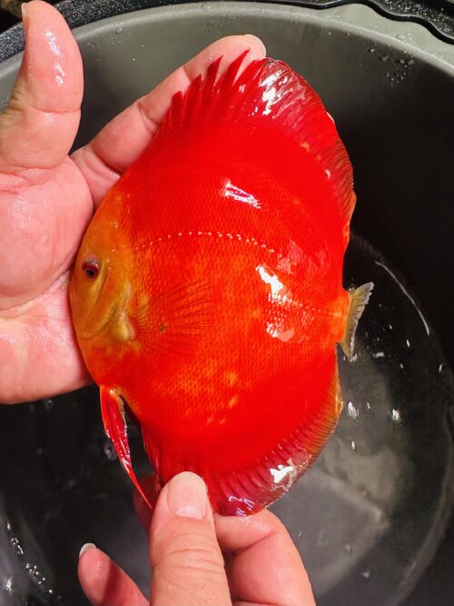 Red Ninja 12/13cm BO