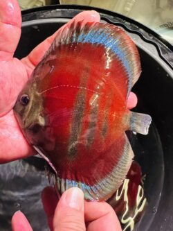 Blue Faced Blue Rimmed Red ICA 10/11cm BO