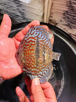 Discus Fish - Brown Heckel X Discus 10–11 cm BO