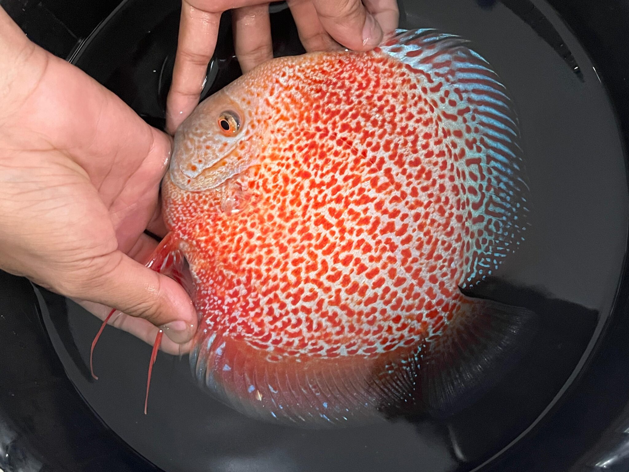 Snow Leopard 12cm BO - OzDiscus