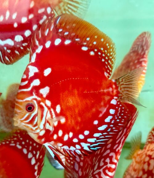 Rafflesia 8/9cm BO