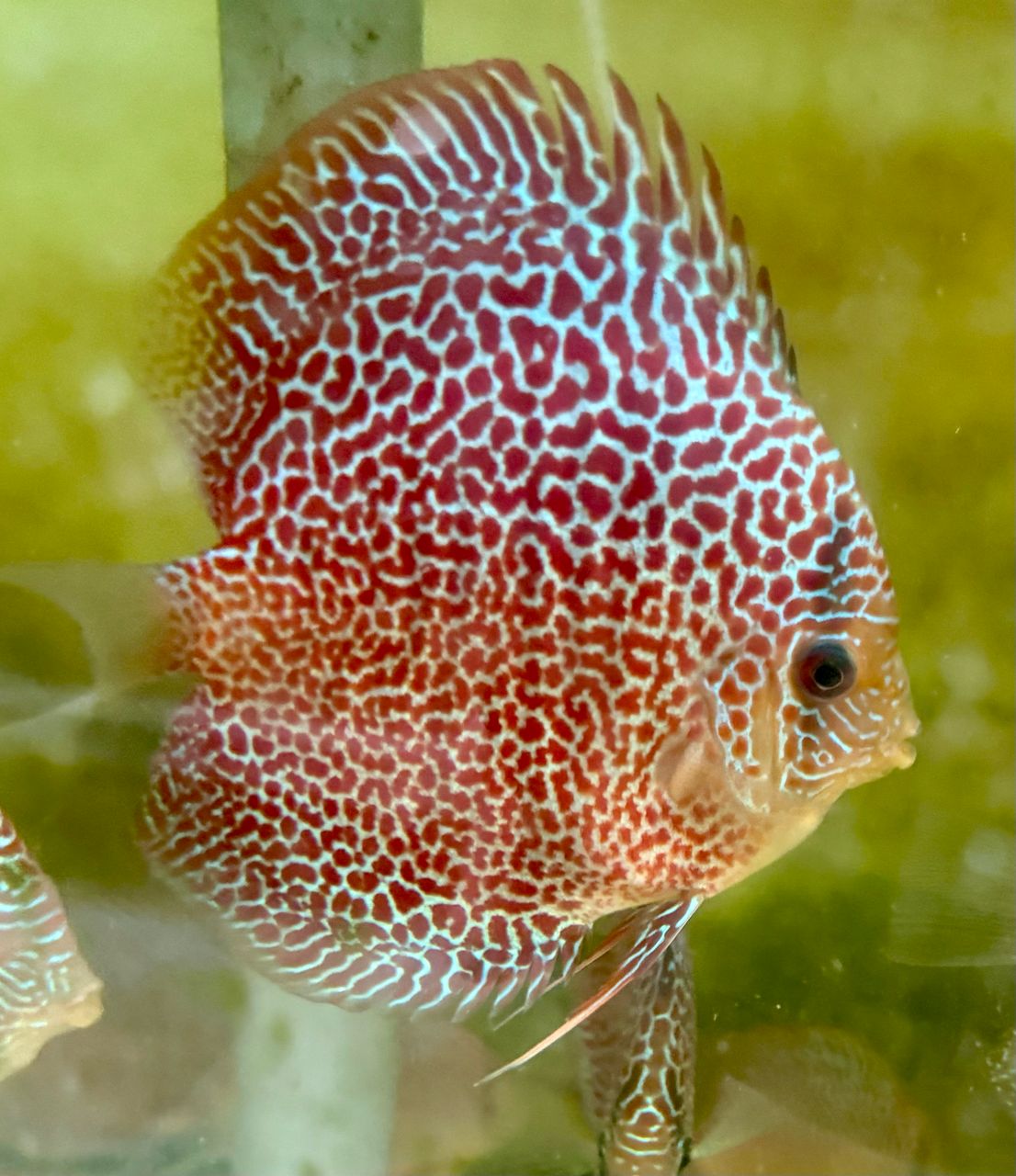 Panthera Eruption 8/9cm BO