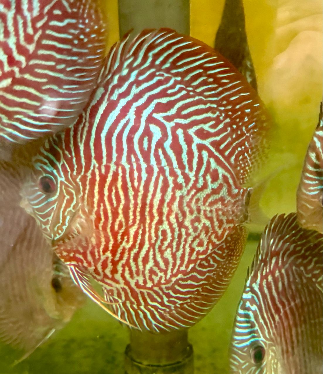Red Bamboo 8/9cm BO
