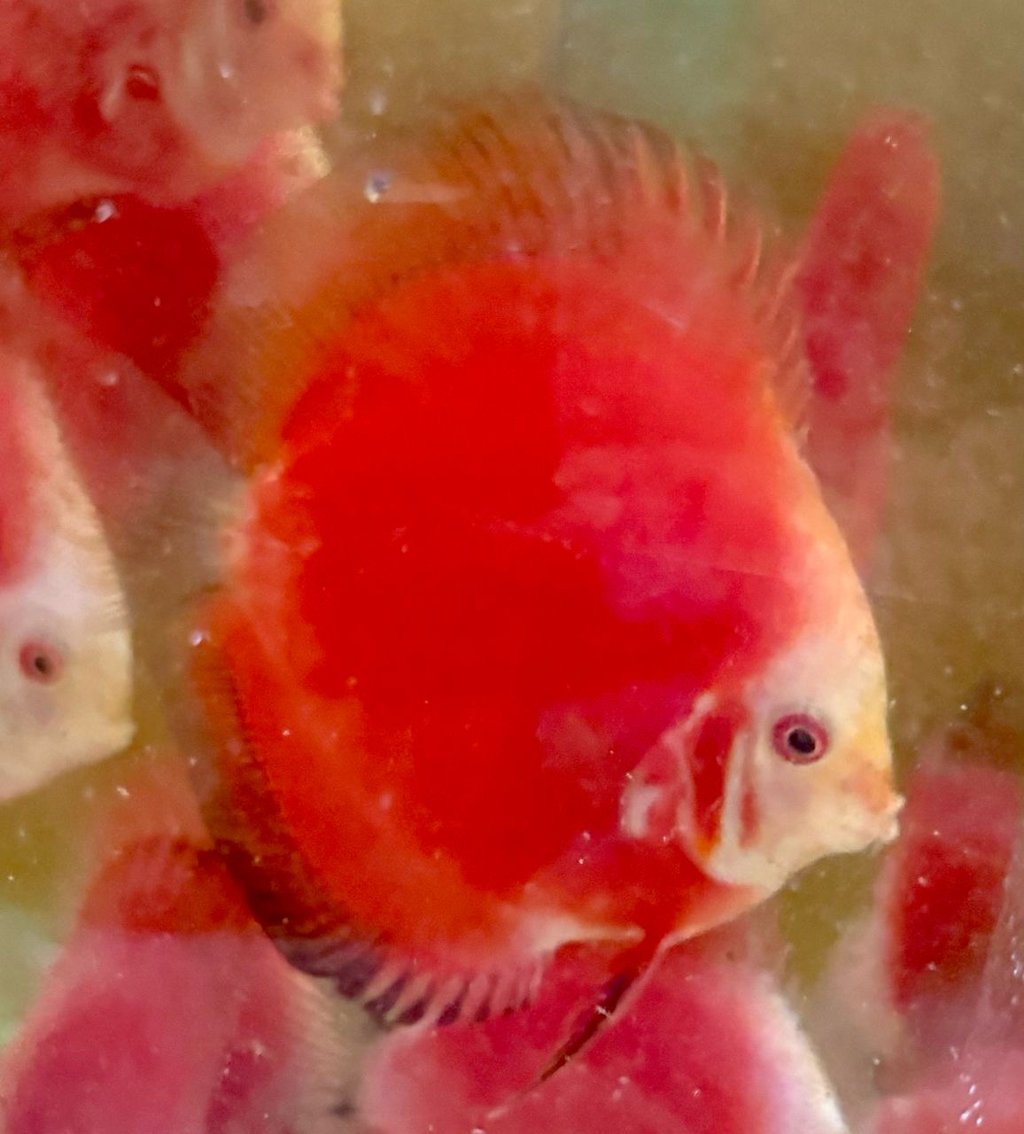 Red Fuji 8/9cm BO