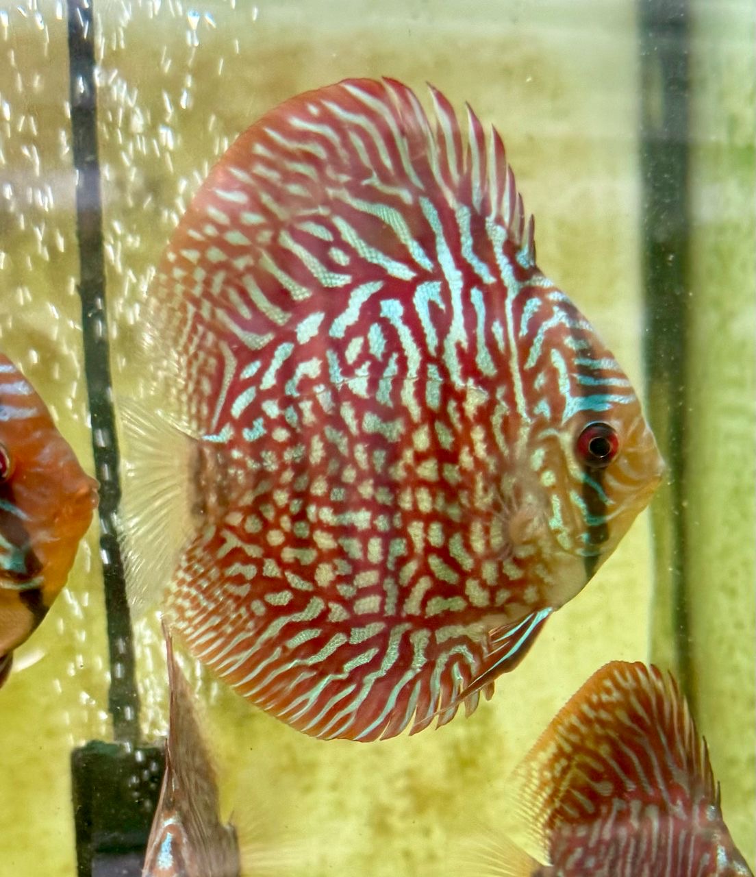 Checkerboard Turquoise 8/9cm BO