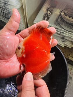 Red Fuji 8/9cm BO