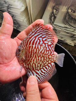 Red Tiger 8/9cm BO