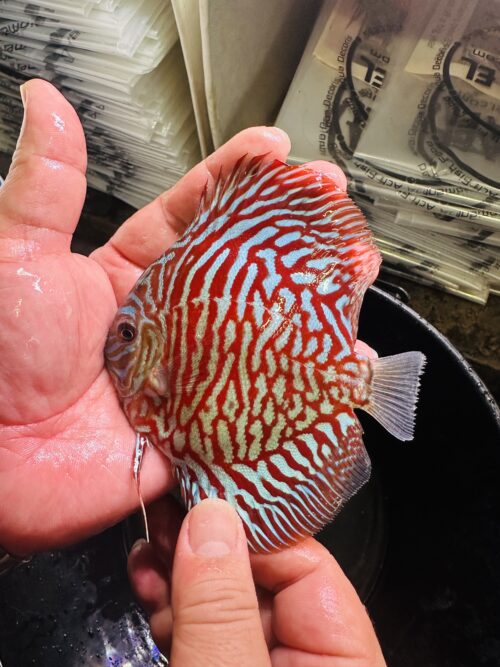 Red Tiger 8/9cm BO