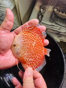 Snow LSS/Leopard 8/9cm BO