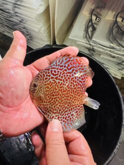 Panthera Eruption 8/9cm BO