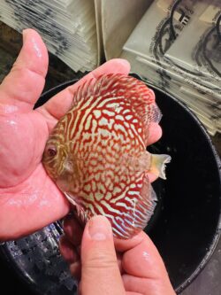 Checkerboard Turquoise 8/9cm BO