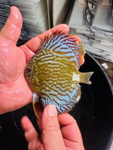Green Turquoise 8/9cm BO