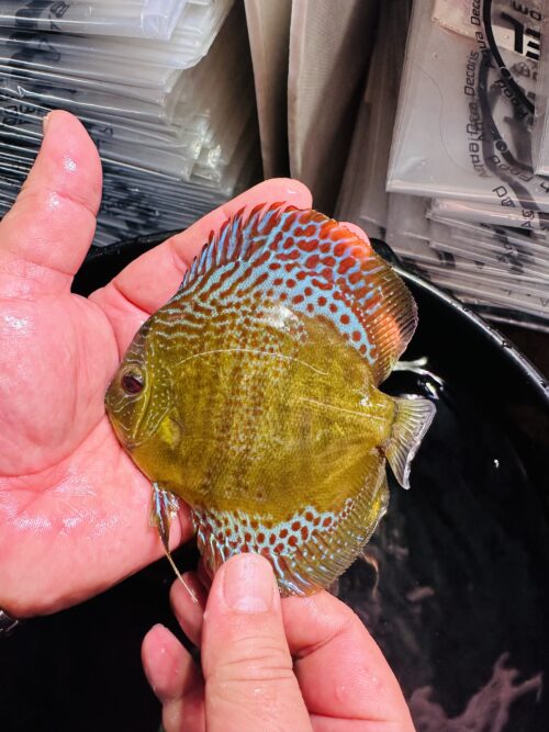 Red Spotted Green Snakeskin 8/9cm BO - Image 3
