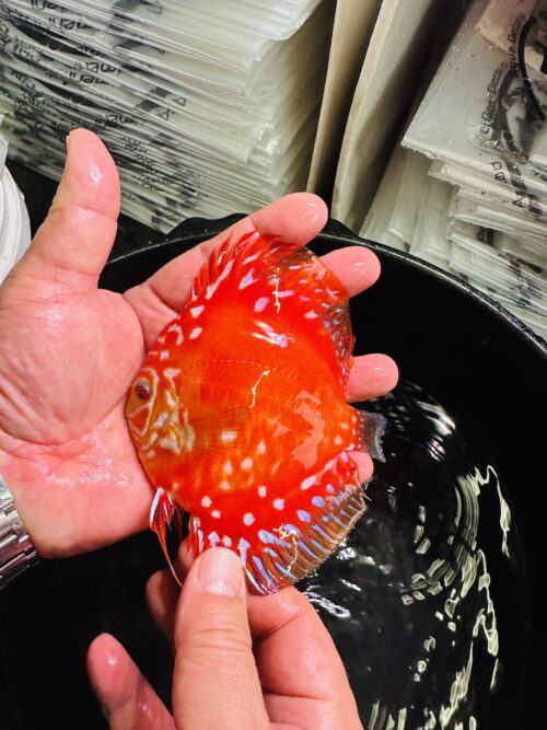 Rafflesia 8/9cm BO - Image 3