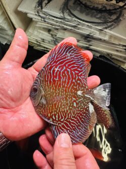 Red Bamboo 8/9cm BO