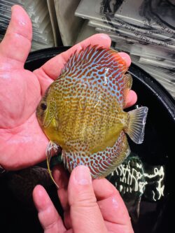 Red Spotted Green Snakeskin 8/9cm BO