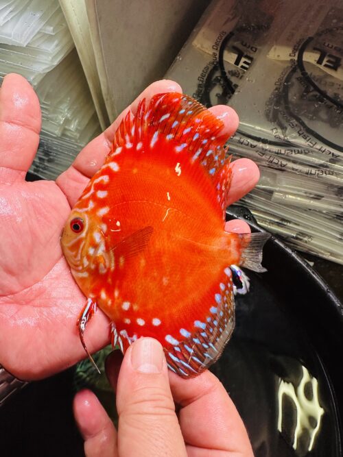 Rafflesia 8/9cm BO - Image 2
