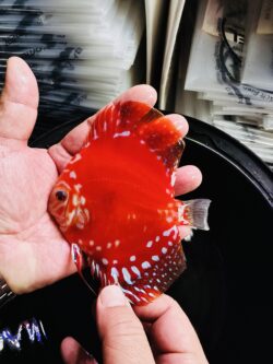 Rafflesia 8/9cm BO