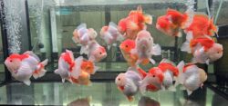 13-14cm Red White Short Tail