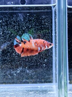 BB301 - HMPK Galaxy Koi