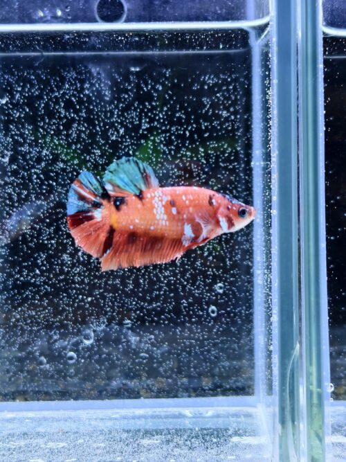 BB301 - HMPK Galaxy Koi