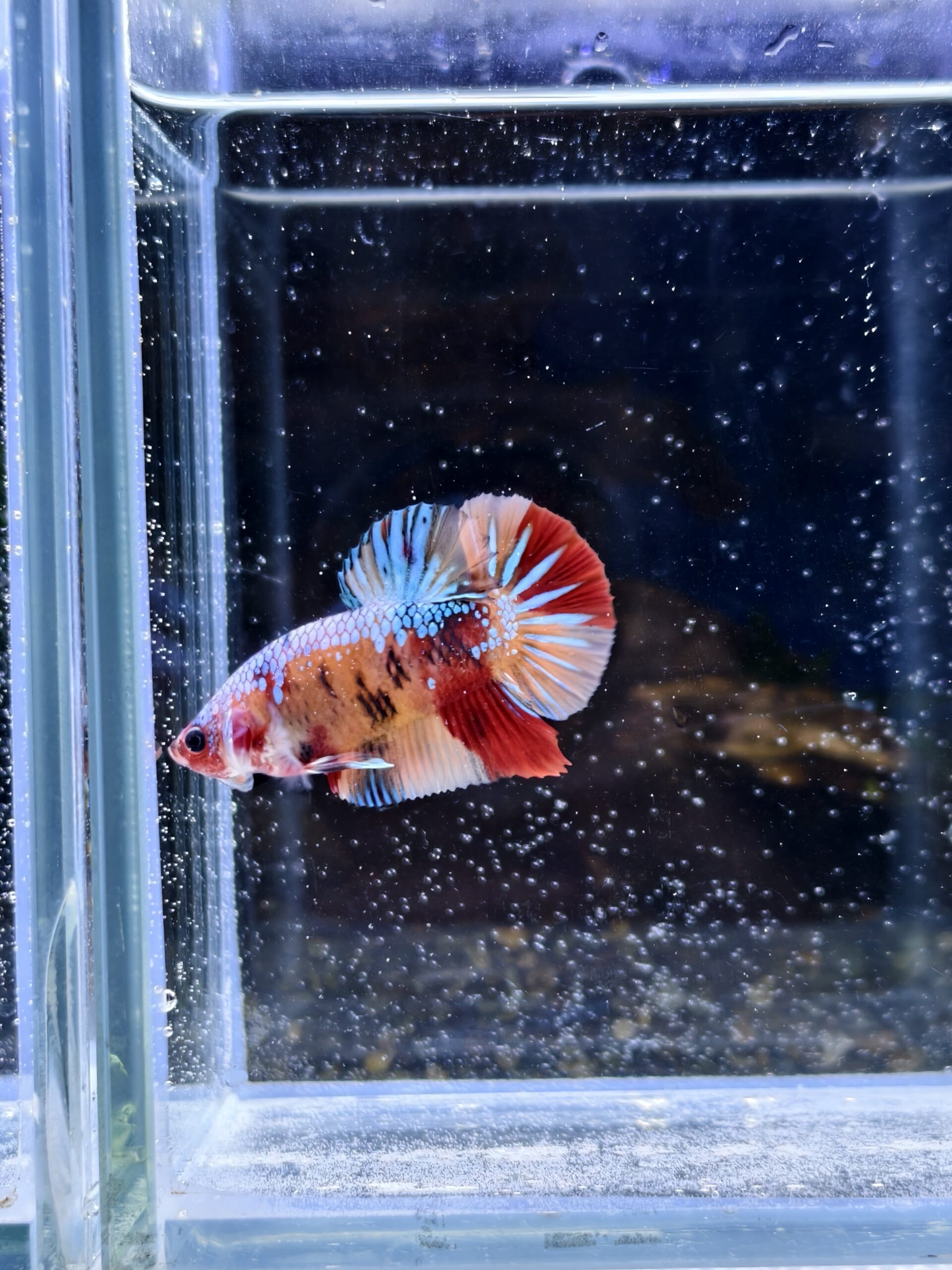 BB302 - HMPK Galaxy Koi