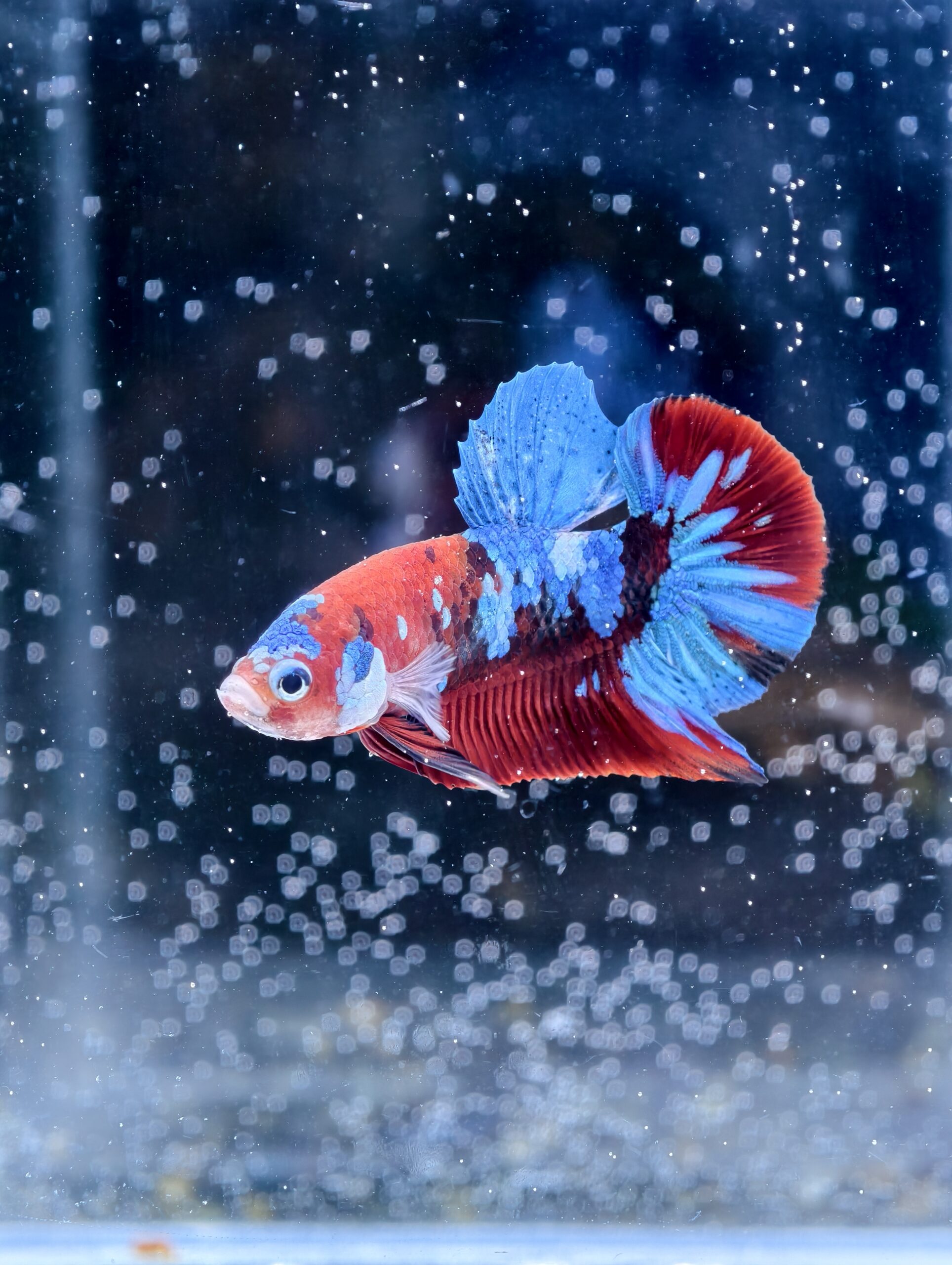 BB304 - HMPK - Red Koi Galaxy