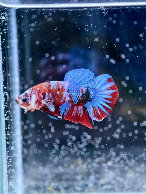 BB306 - HMPK Red Galaxy Koi