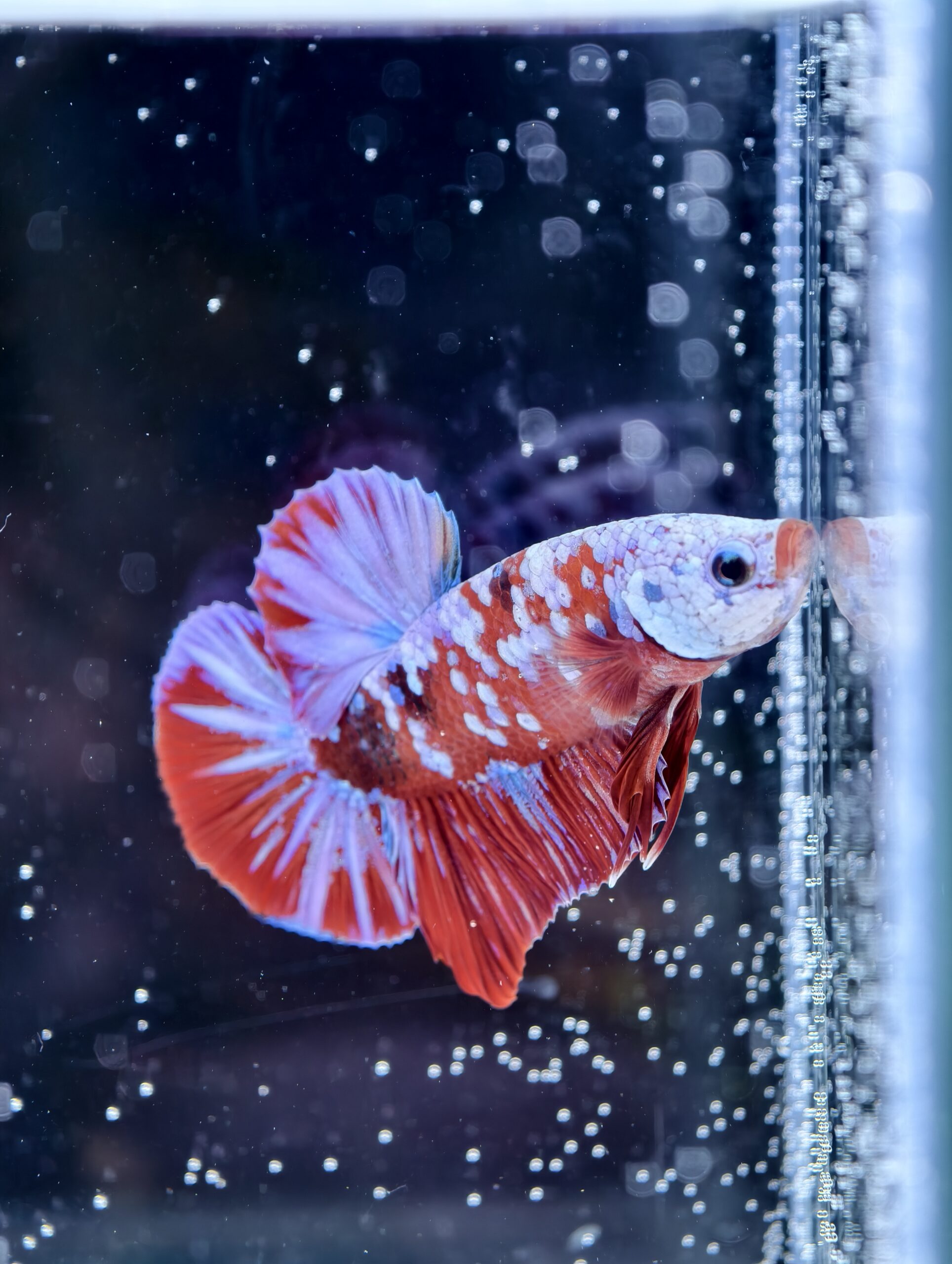 BB310 - HMPK Red Galaxy Koi