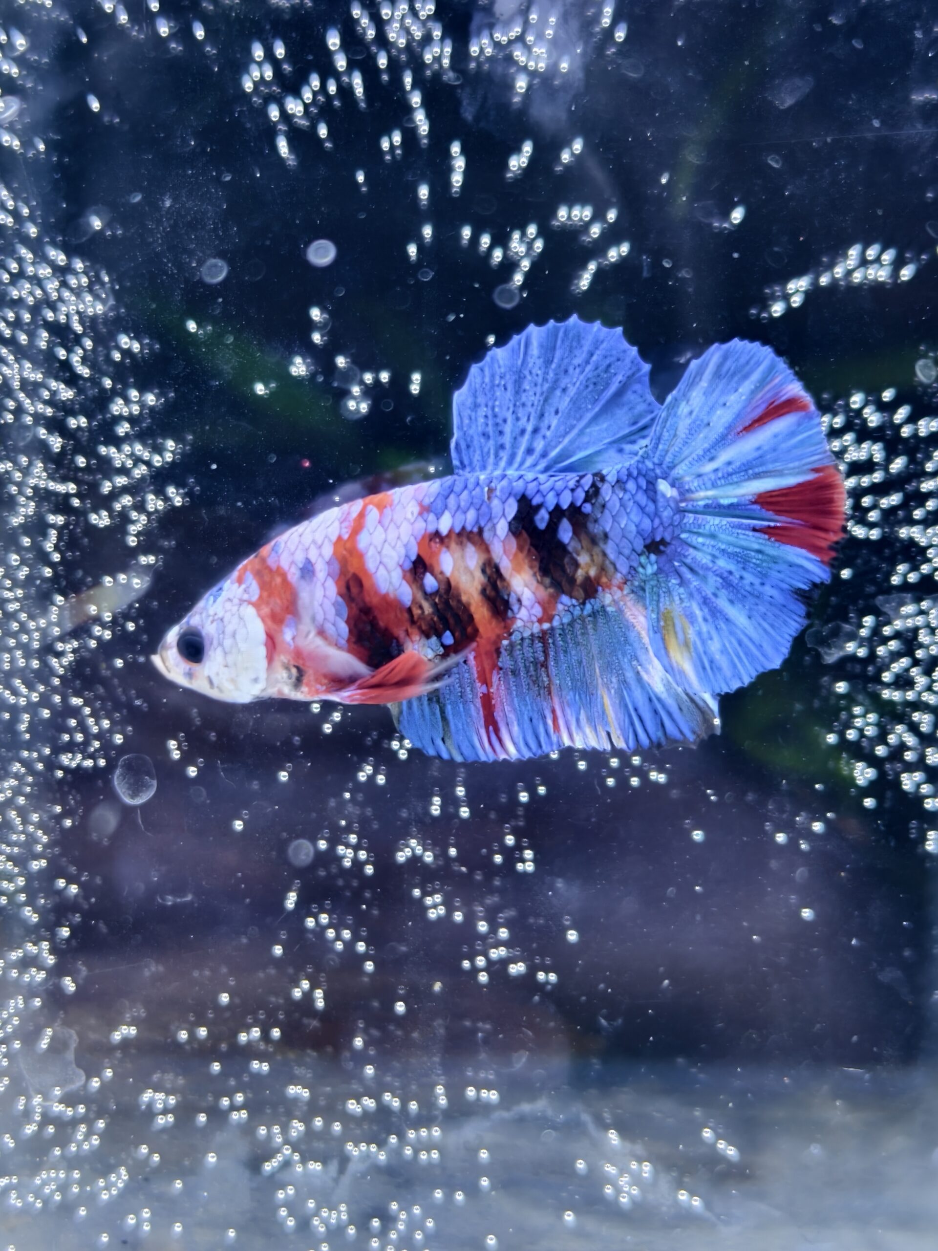 BB311 - HMPK - Koi Galaxy