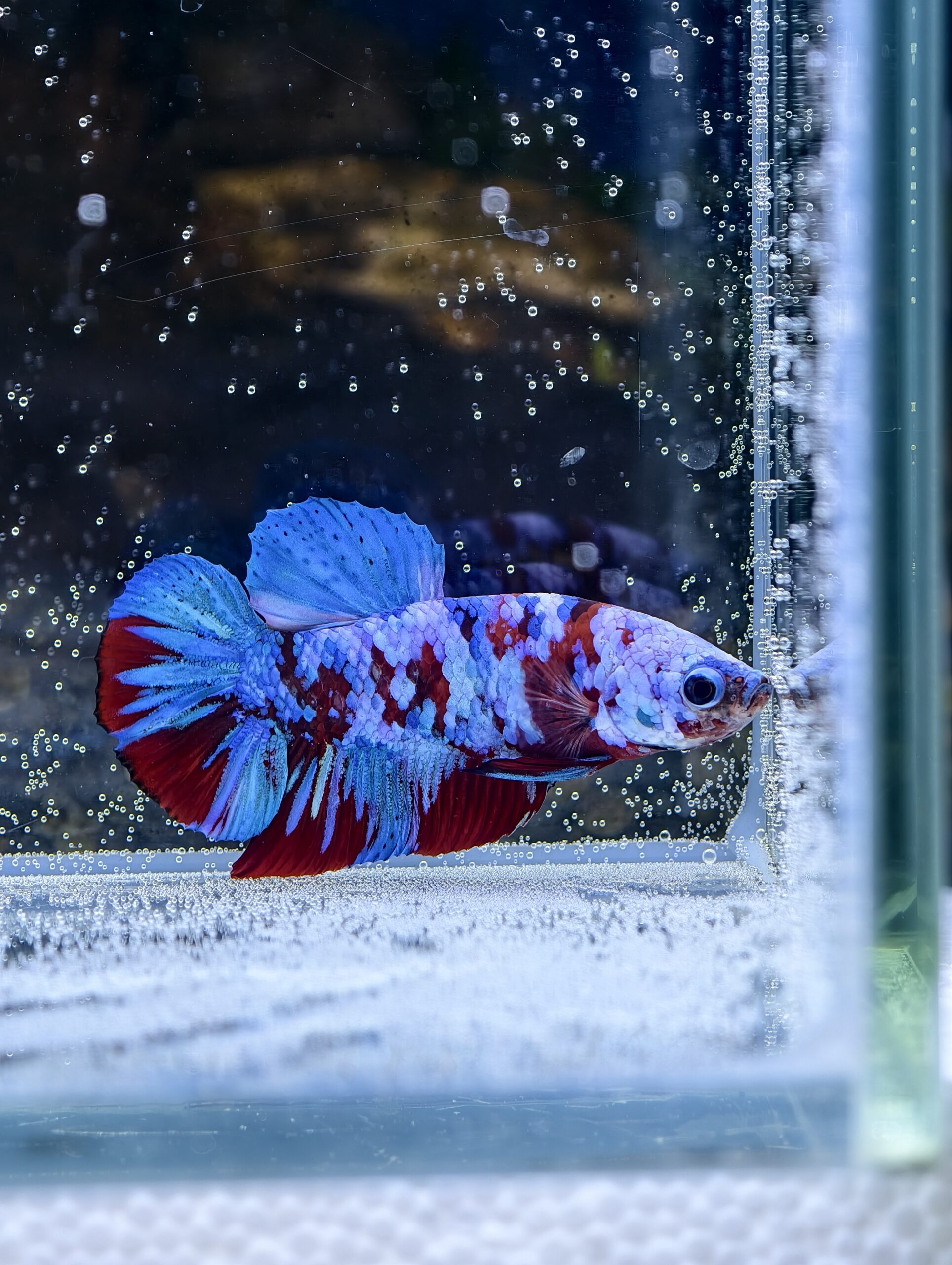 BB312 - HMPK - Galaxy Koi