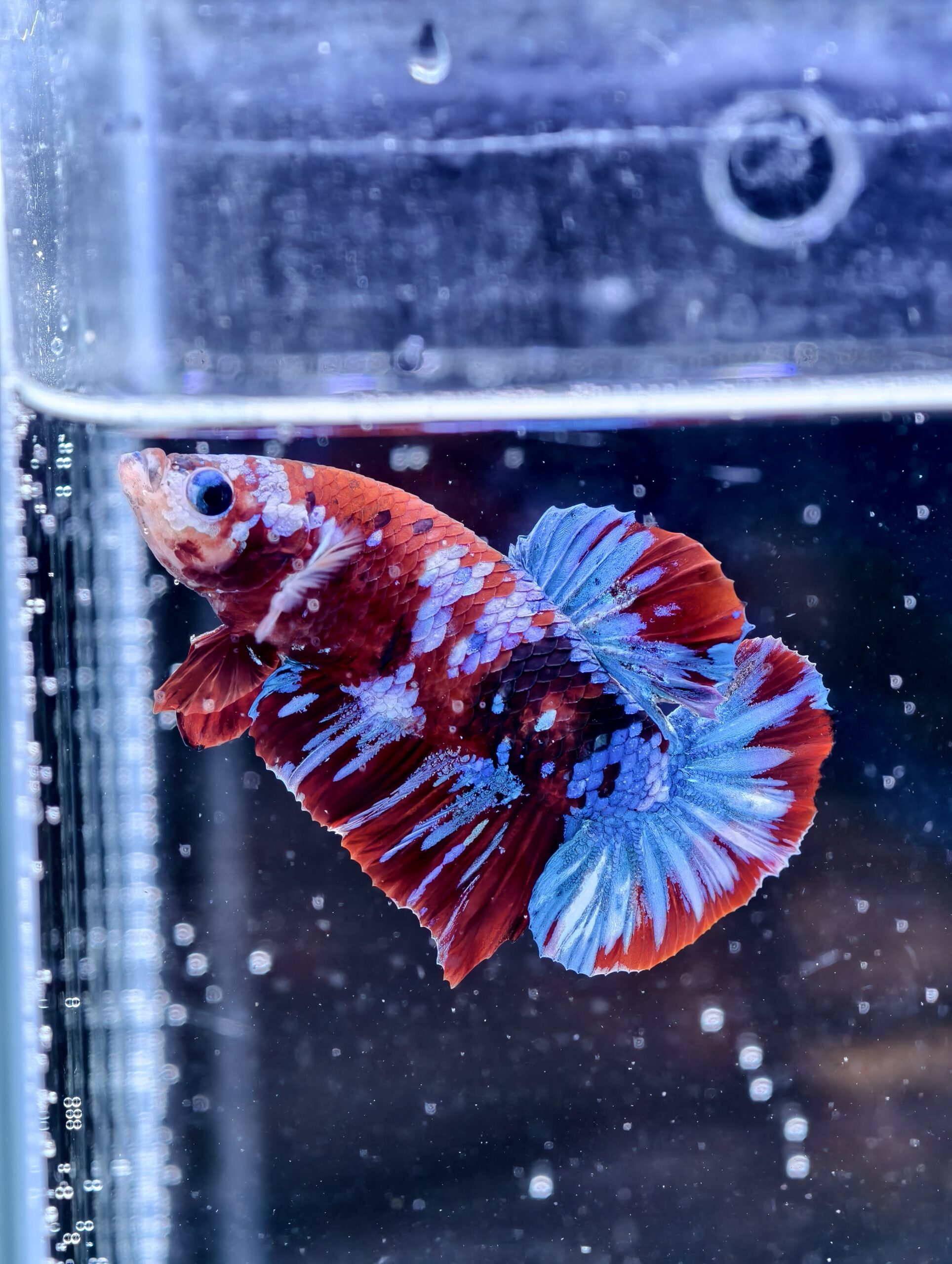 BB314 - HMPK - Red Galaxy Koi
