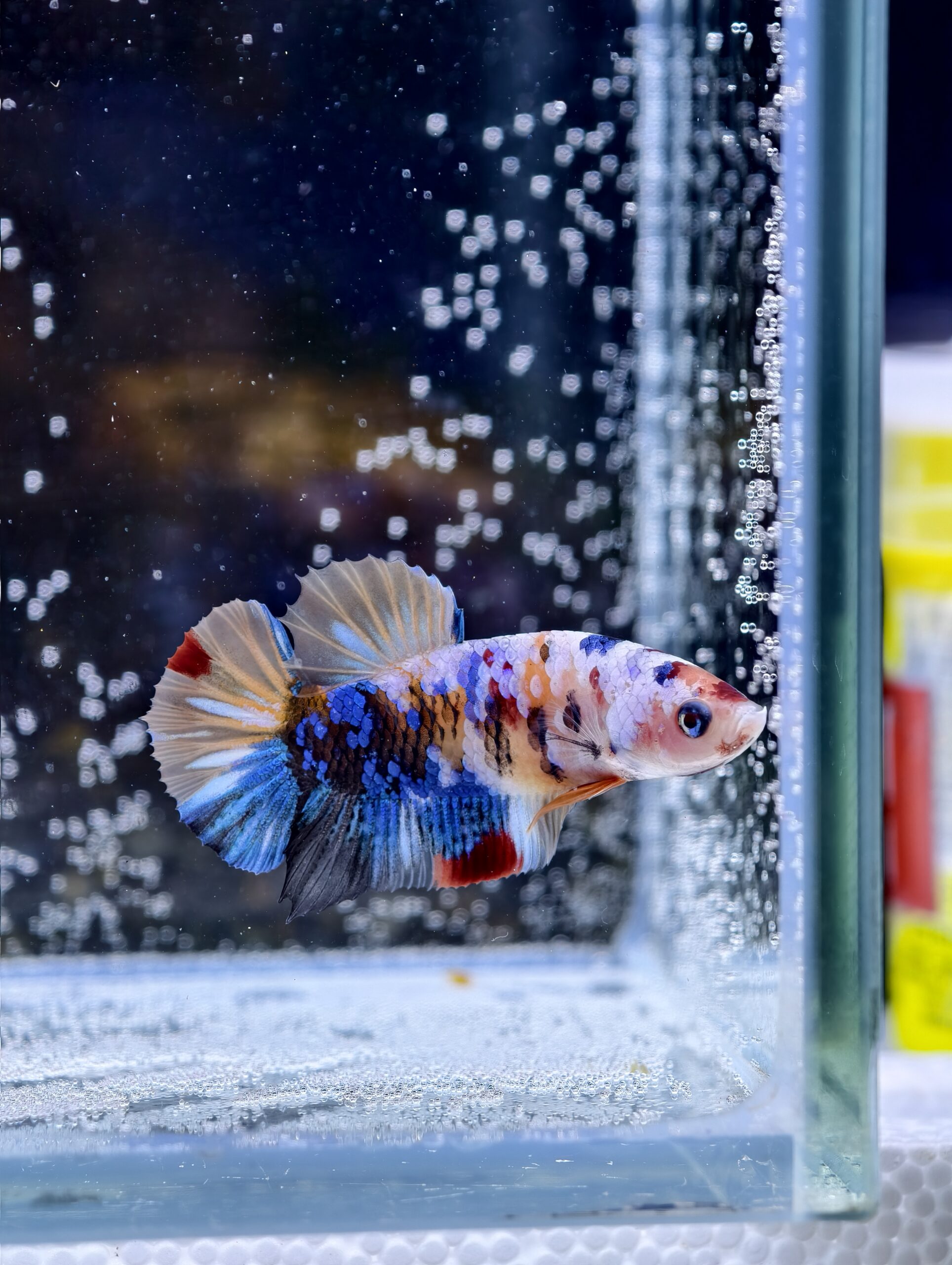 BB315 - HMPK Galaxy Koi