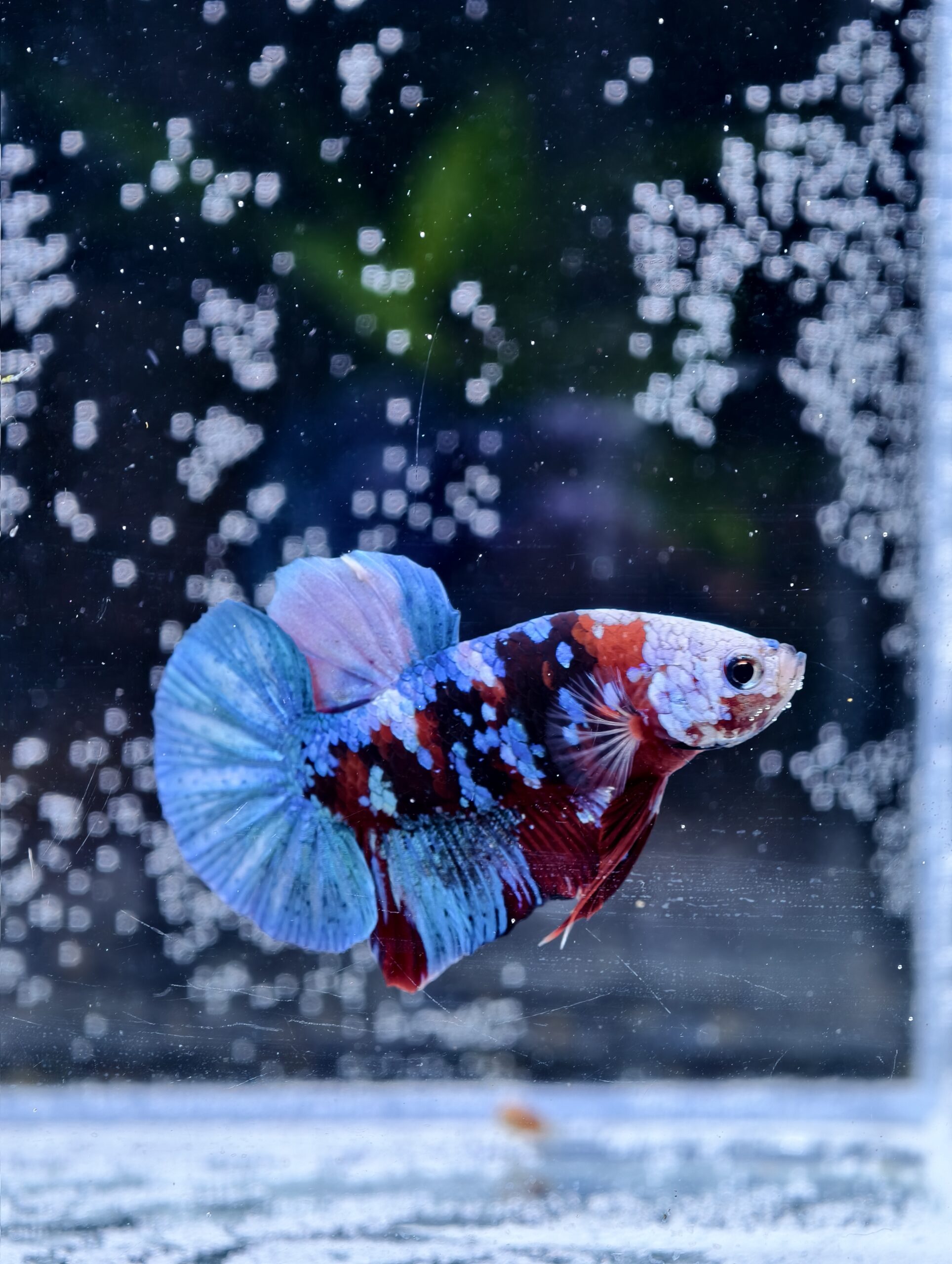 BB316 - HMPK Galaxy Koi