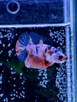 BB317 - HMPK Galaxy Koi