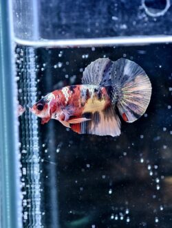 BB318 - HMPK Copper Koi Galaxy