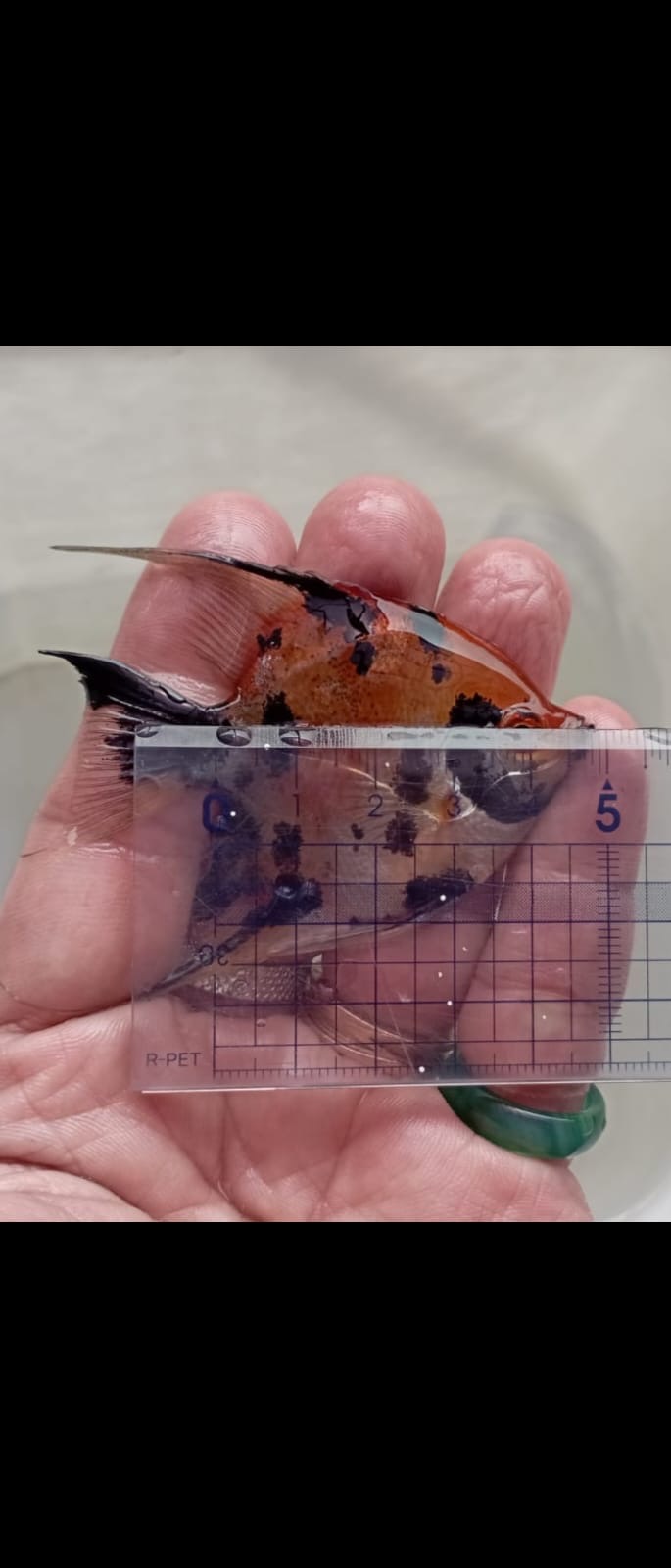 Order for Red Devils Chris James