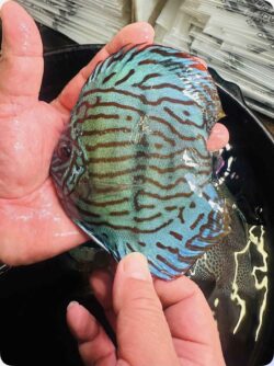 Blue Moon Heckel 10/11cm BO