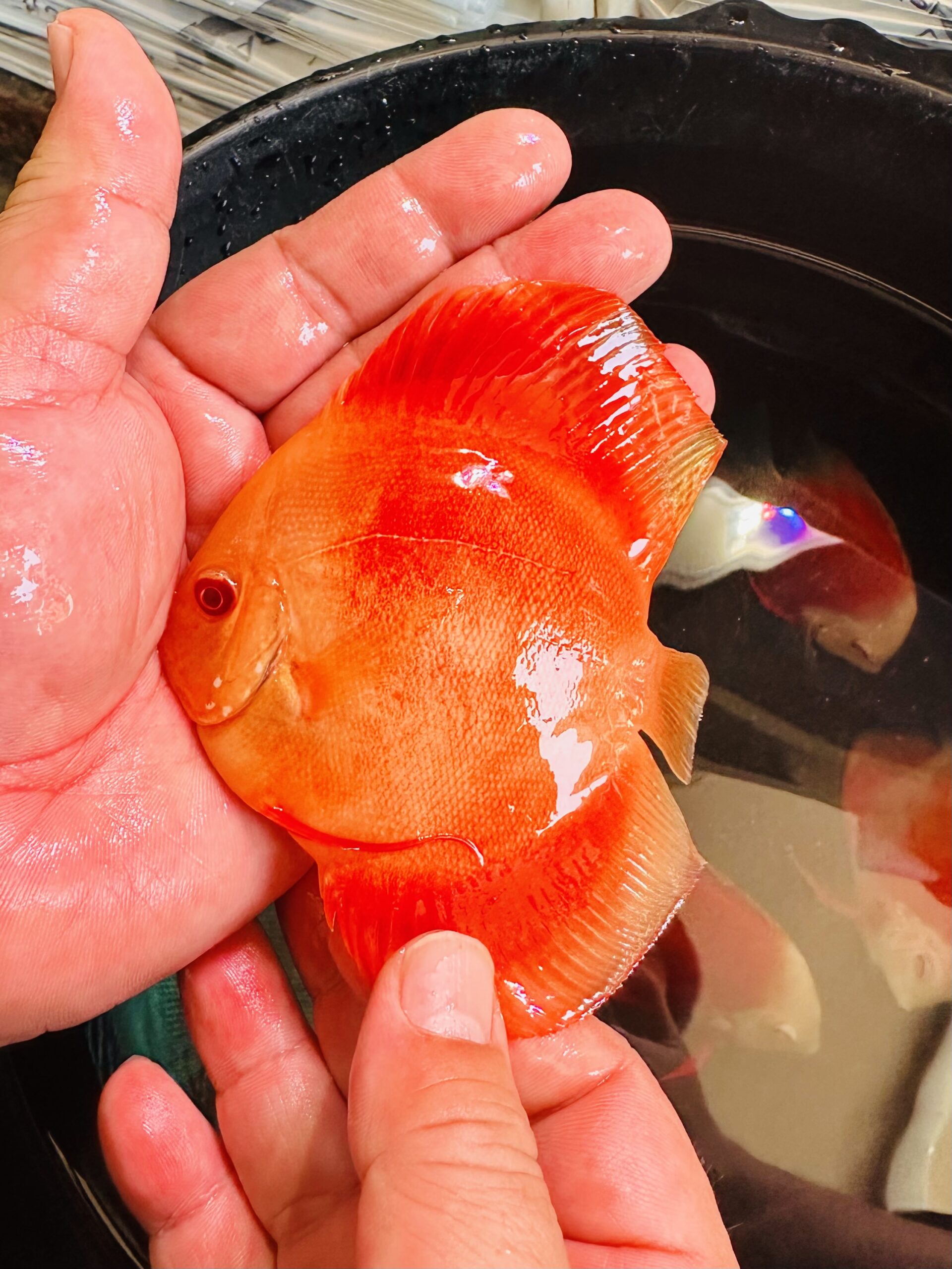 Albino Red Covers 7/8cm BO - Image 5