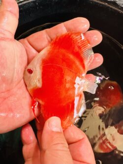 Albino Red Covers 7/8cm BO