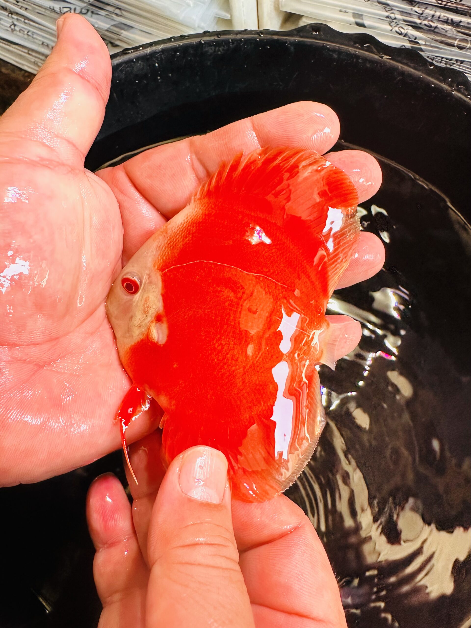 Albino Red Covers 7/8cm BO - Image 2