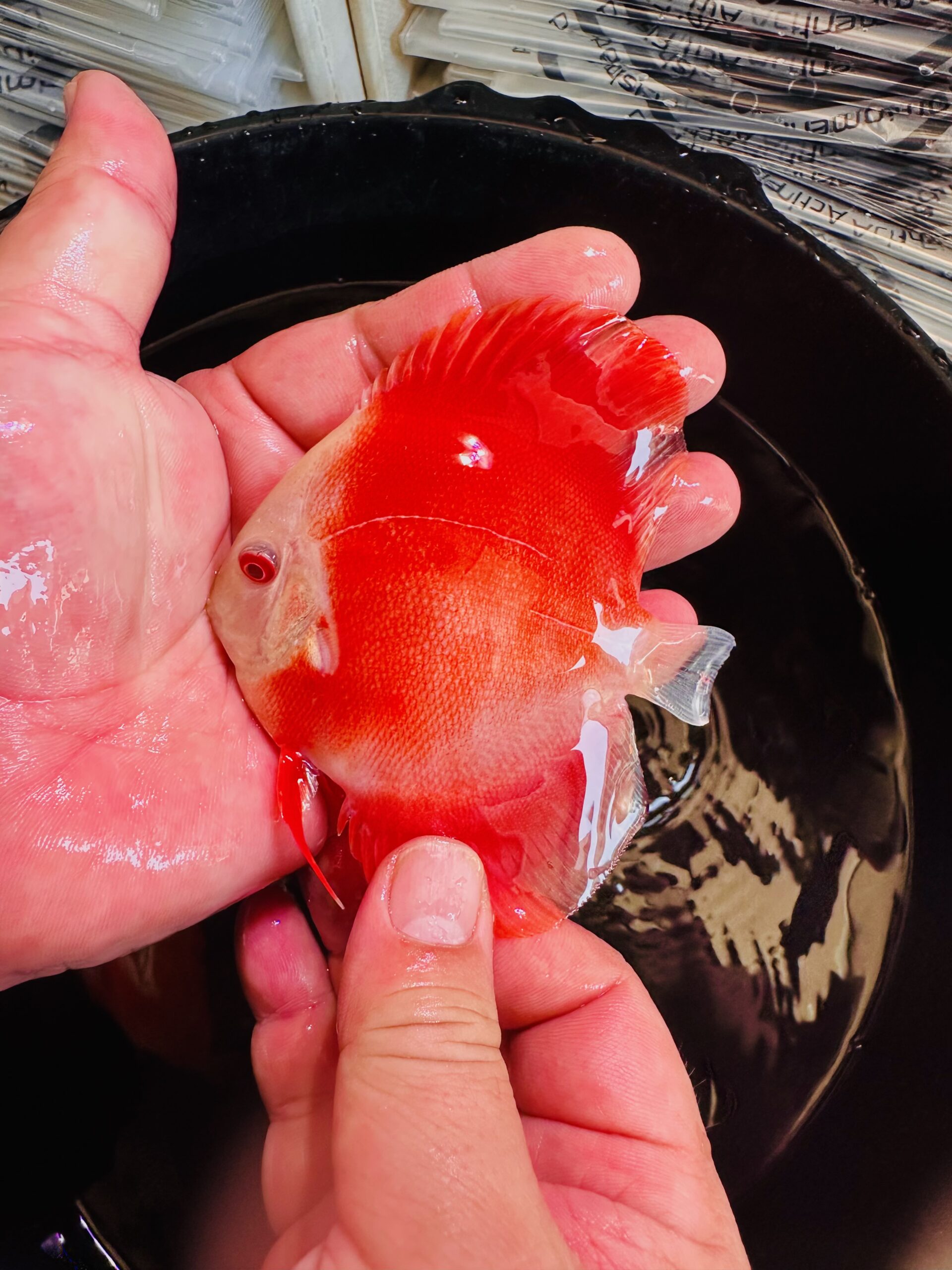 Albino Red Covers 7/8cm BO - Image 4